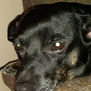 Meet your Posher, Joseph